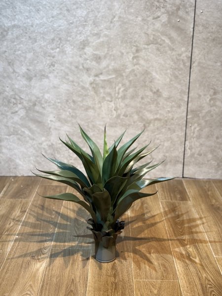 الوفيرا من دون قوار TV-14